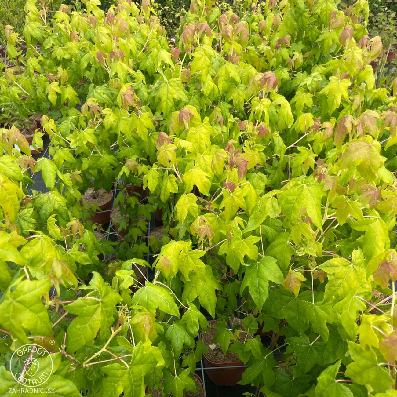 Obrázok Ambrovník styraxový (Liquidambar styraciflua) ‘GOLDEN SUN’®- výška 80-100 cm, kont. C5L